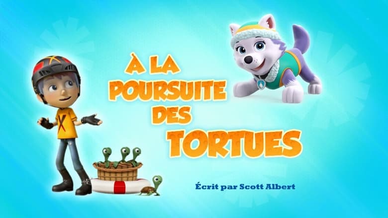 À la poursuite des tortues