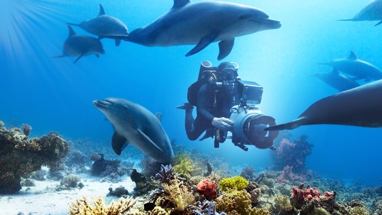 Plongée dans le Monde des Dauphins